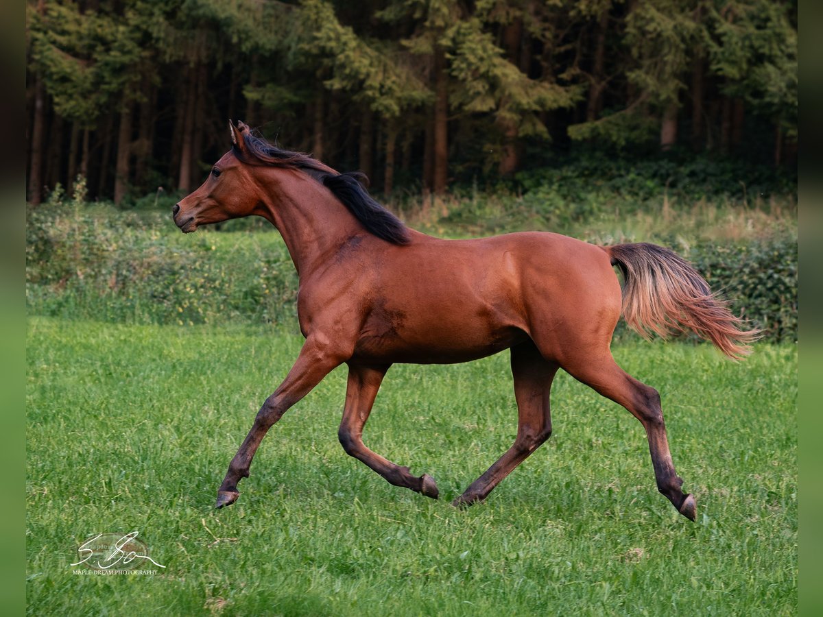 Arabo Egiziano Stallone 3 Anni 155 cm Baio in Biesdorf