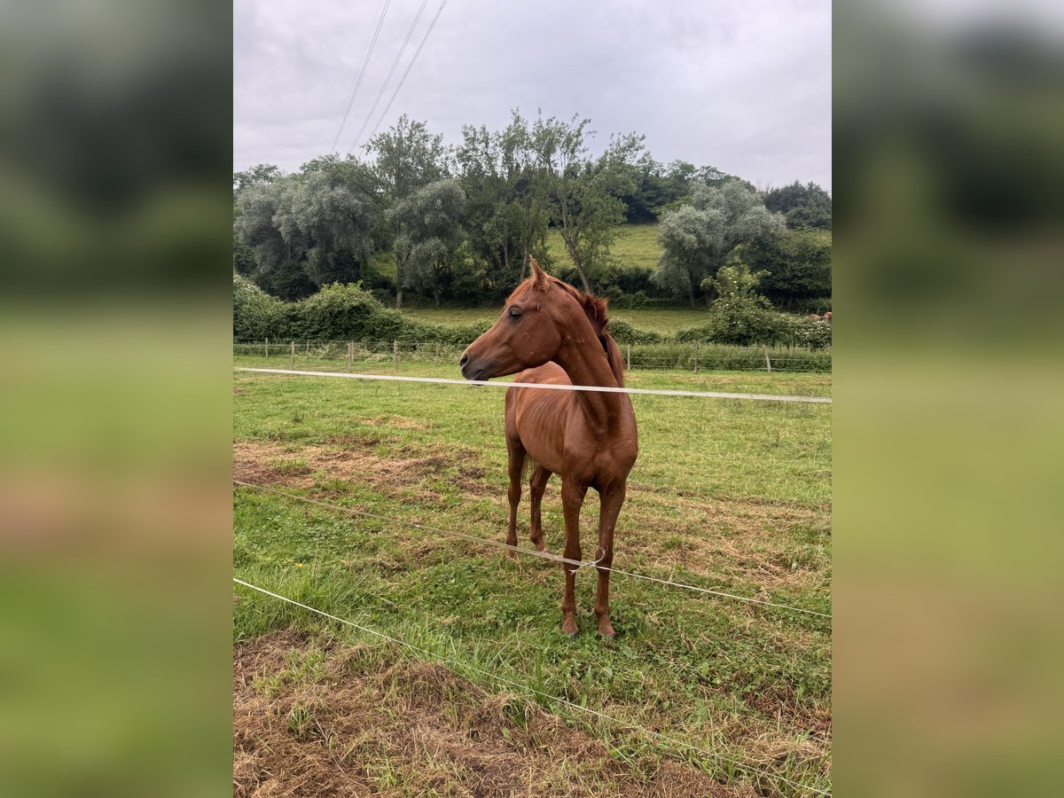 Arabo Egiziano Stallone 5 Anni 150 cm Sauro in Mieres