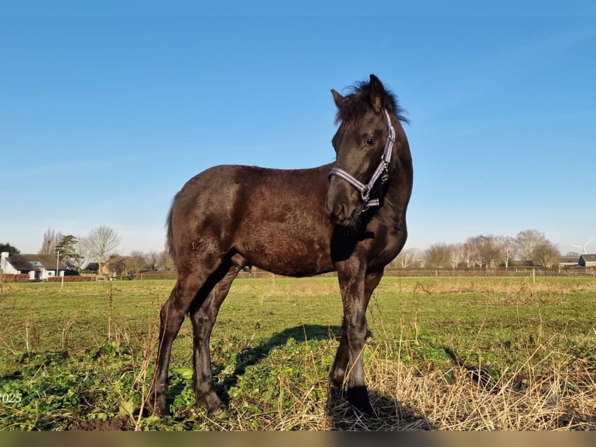 Arabo-Fries Hengst 1 Jaar Zwart in Oud Gastel