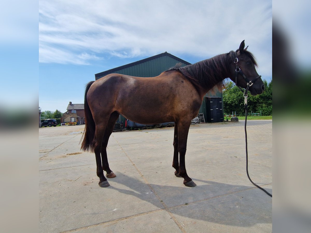 Arabo-Fries Mix Hengst 3 Jaar 154 cm Zwart in Maria Hoop