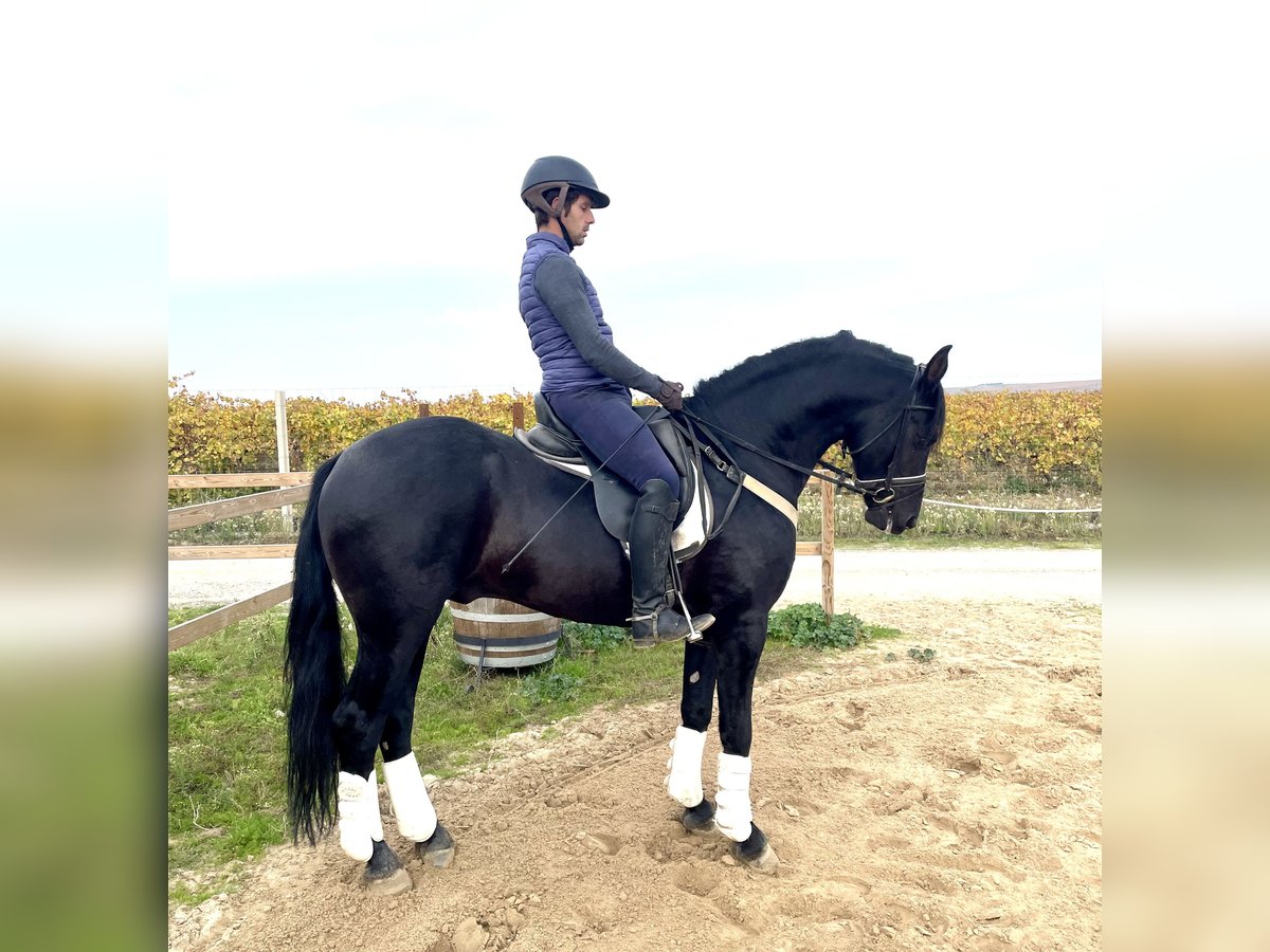 Arabo-Fries Mix Hengst 7 Jaar 156 cm Zwart in Tudela De Duero