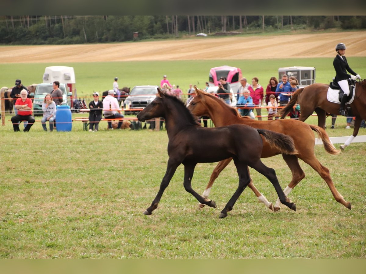 Arabo-Fries Hengst veulen (05/2024) Zwart in Aurach