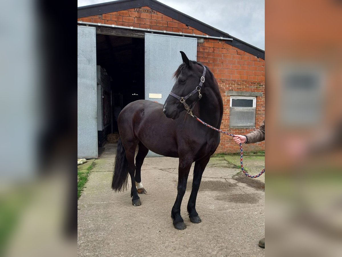 Arabo-Fries Merrie 7 Jaar 165 cm Zwart in Laakdal