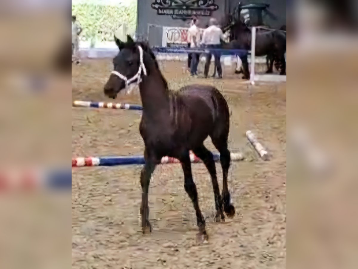 Arabo-Fries Merrie veulen (05/2024) Zwart in Roosdaal