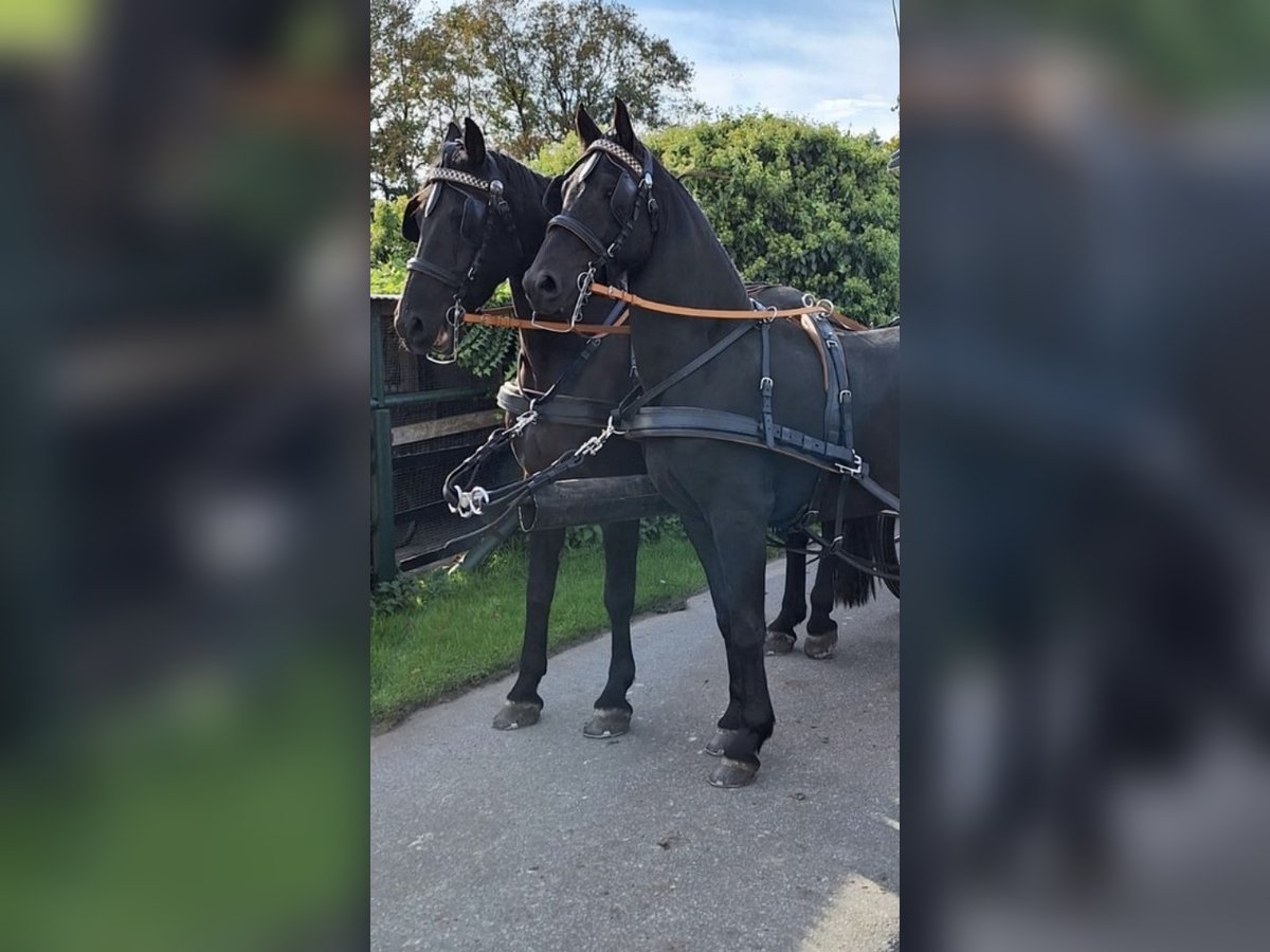 Arabo-Frieser Valack 3 år 165 cm Svart in Bawinkel