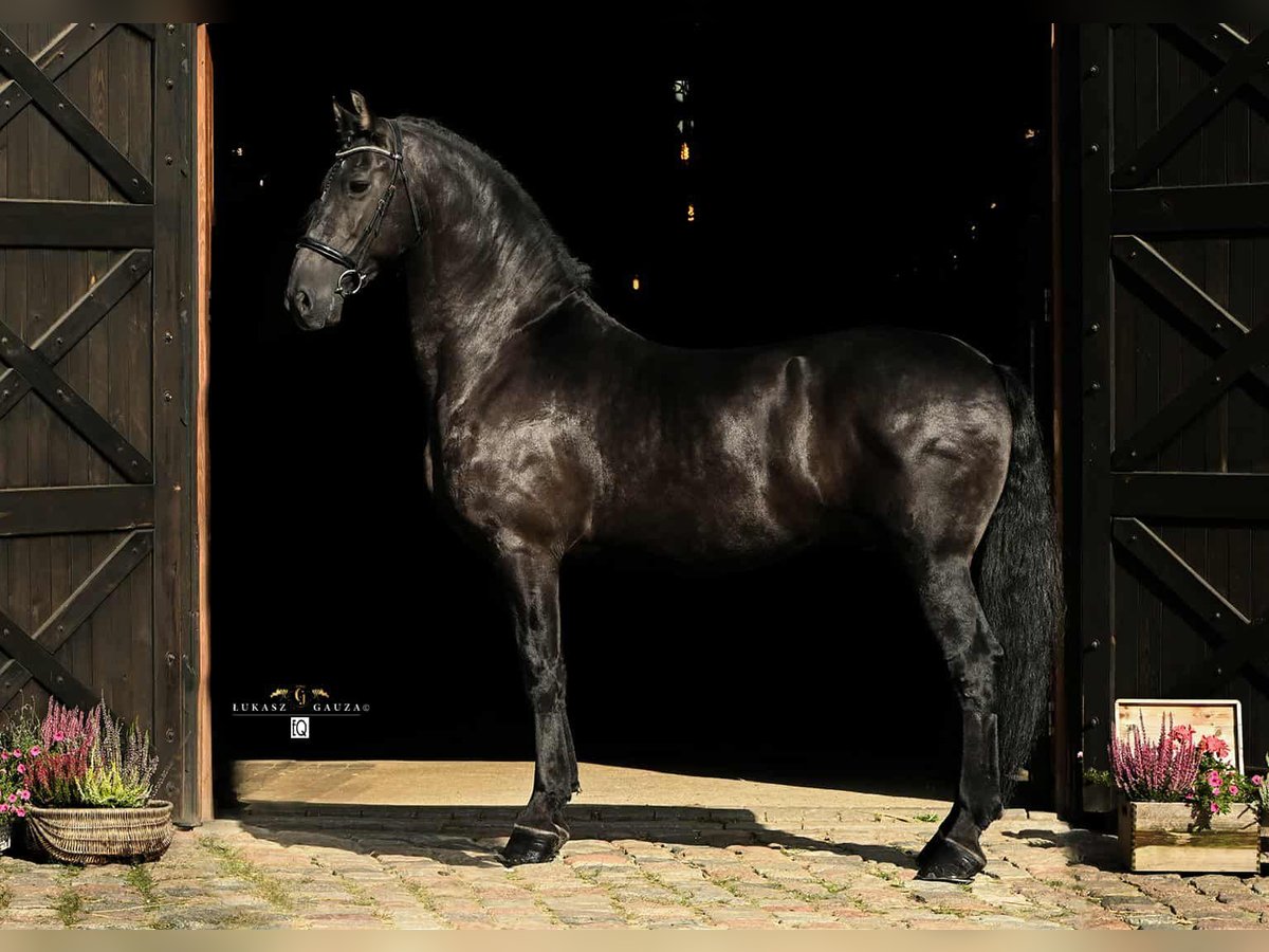Arabo-Friesian Gelding 12 years 15,3 hh Black in Rokocin