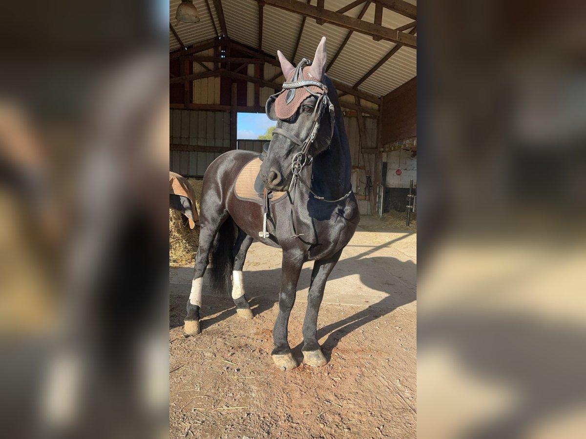Arabo-Friesian Gelding 14 years 16 hh Black in Gamaches