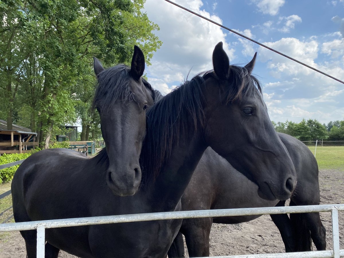 Arabo-Friesian Gelding 3 years 15,2 hh Black in Bawinkel