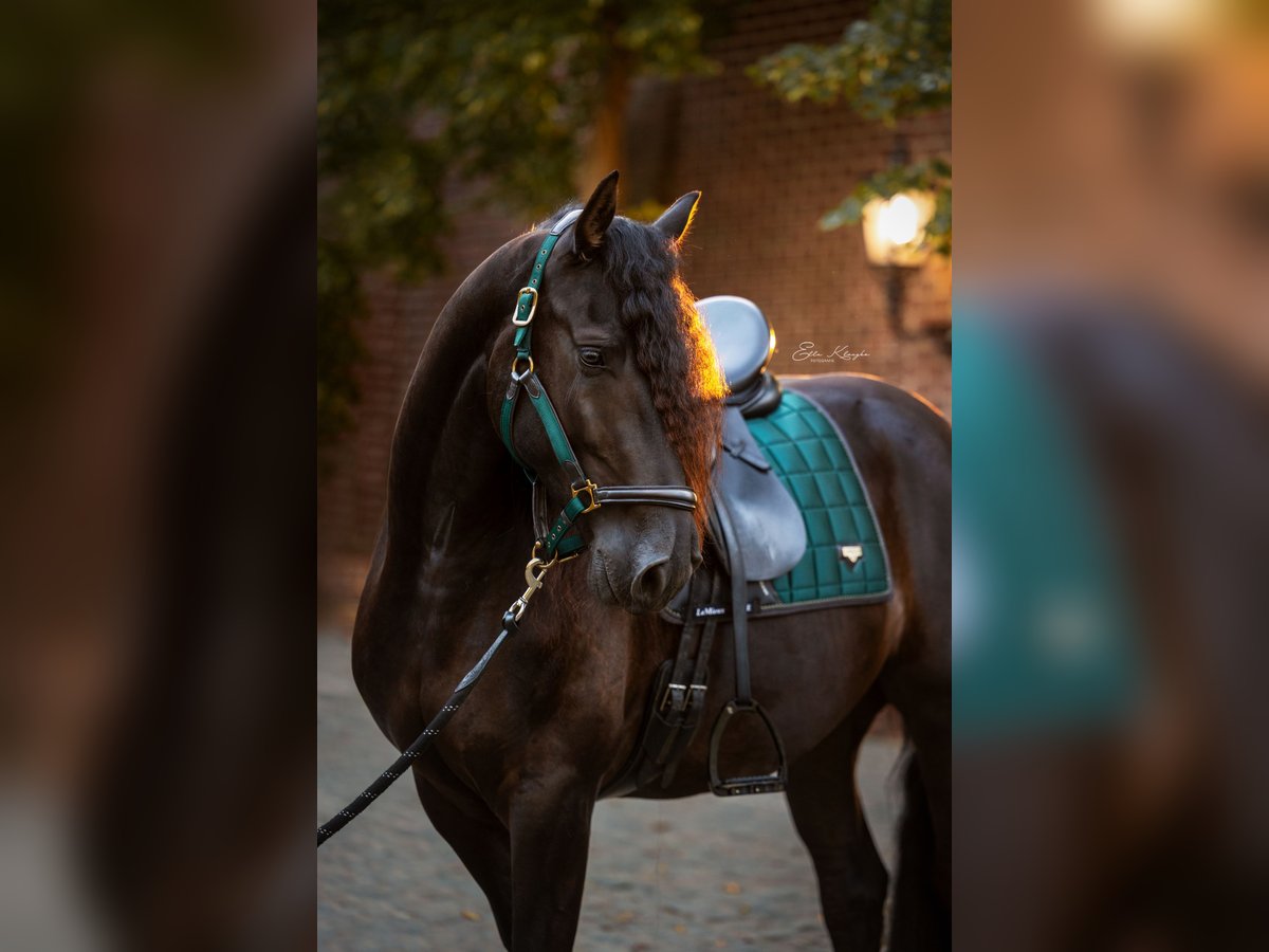 Arabo-Friesian Gelding 5 years 16,1 hh Black in Ooike