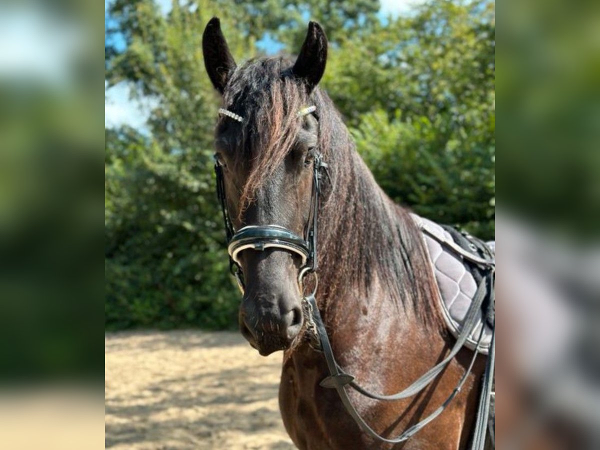 Arabo-Friesian Gelding 6 years 15,2 hh Black in Ansbach