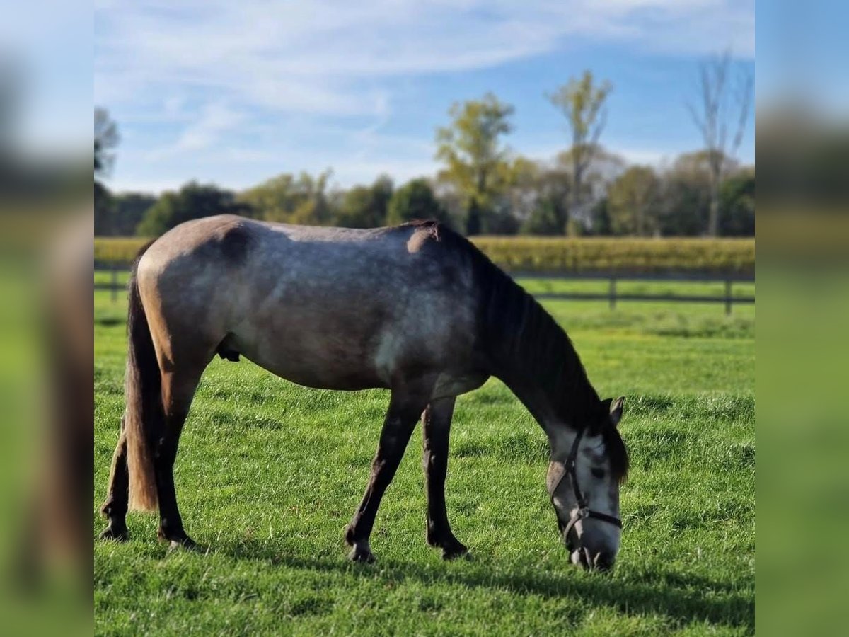 Arabo-Friesian Gelding 6 years 16 hh Grey in Tongeren