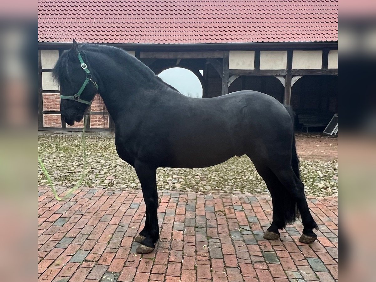 Arabo-Friesian Gelding 7 years Black in Badbergen