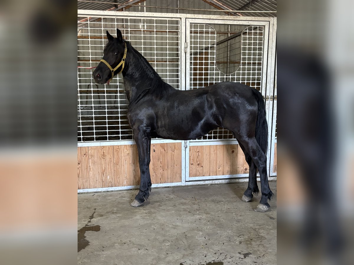 Arabo-Friesian Klacz 1 Rok 150 cm Kara in B&#xE9;k&#xE9;s