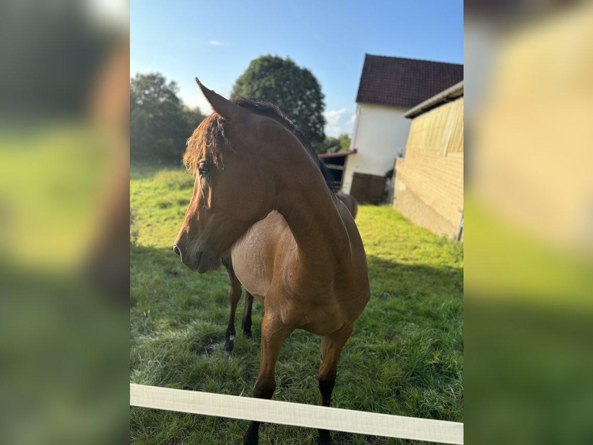 Arabo-Friesian Mix Mare 1 year 13,2 hh Brown in Herford