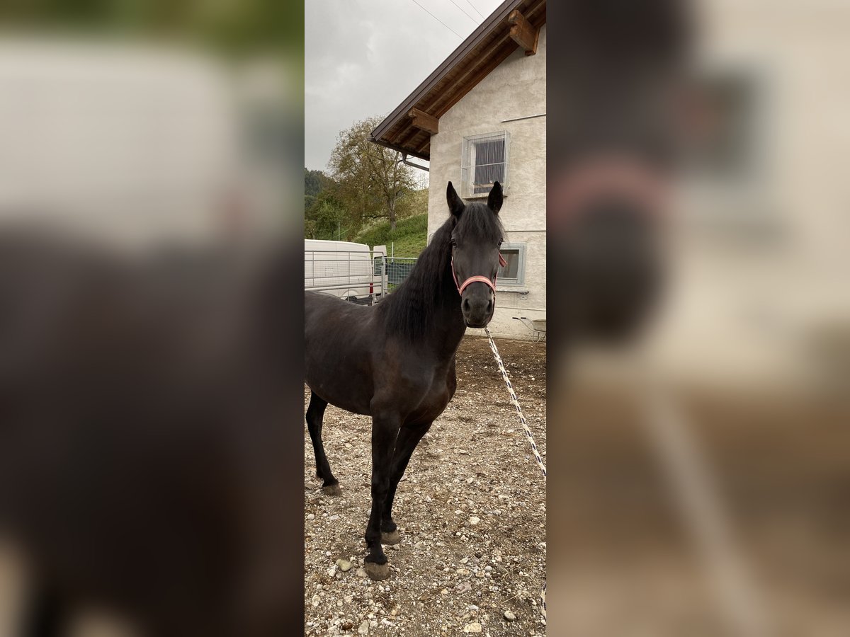 Arabo-Friesian Mare 4 years 15,1 hh Black in Feldkirchen bei Mattighofen