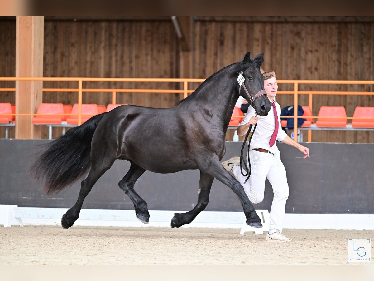 Arabo-Friesian Mare 9 years 15,3 hh Black in paulnay