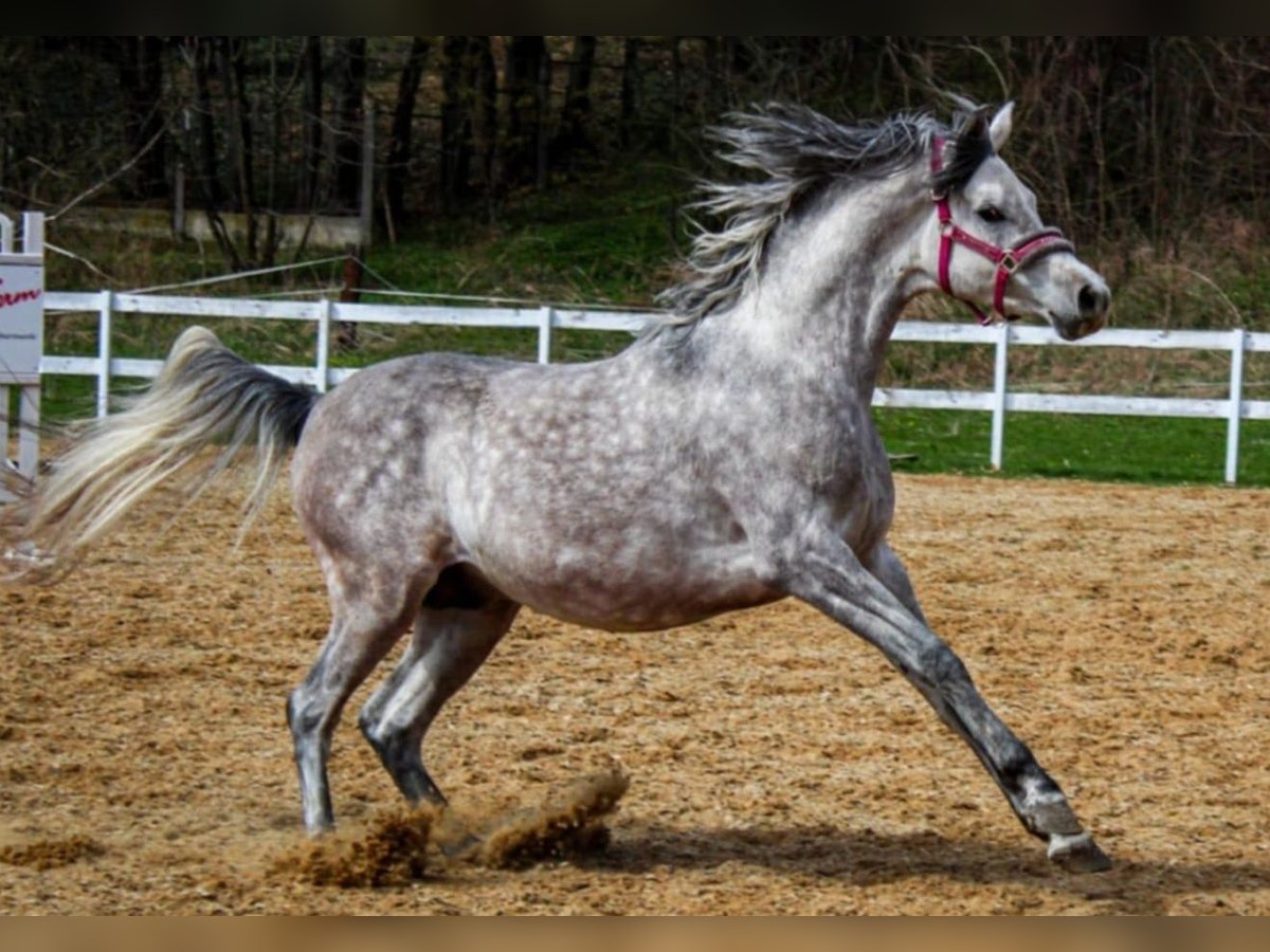 Arabo-Friesian Stallion 3 years 15,3 hh Gray in Jas&#x142;o