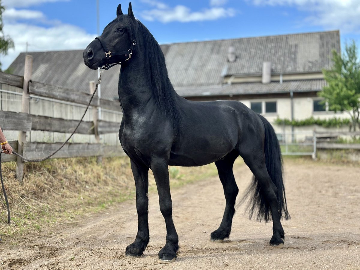Arabo-Friesian Stallion 6 years 15,3 hh Black in Forst (Hunsr&#xFC;ck)