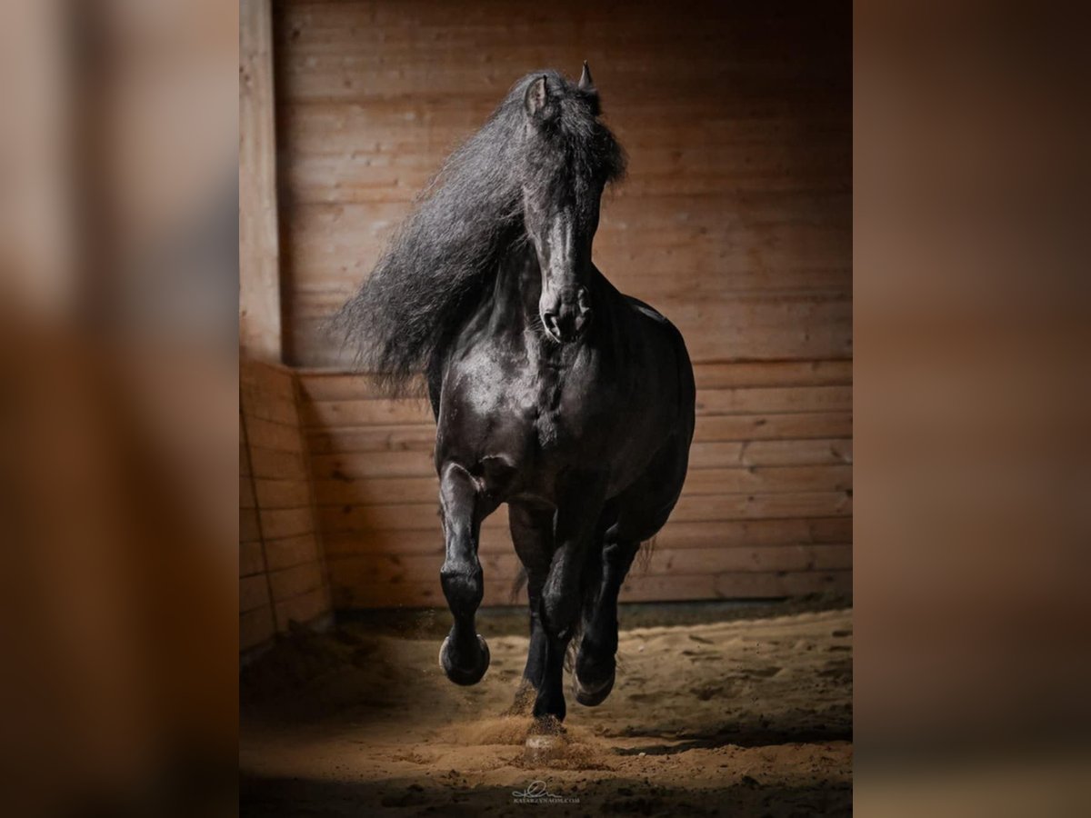 Arabo-Friesian Wałach 12 lat 162 cm Kara in Rokocin