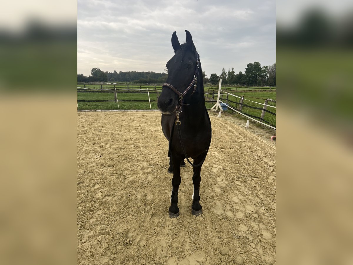 Arabo-Friesian Wałach 19 lat 165 cm Kara in Münster