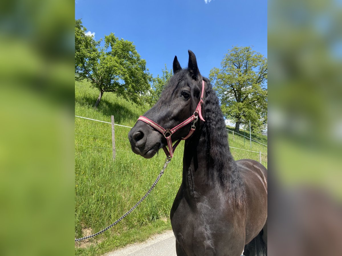 Arabo-Friesian Wałach 8 lat 165 cm Kara in Feldkirchen