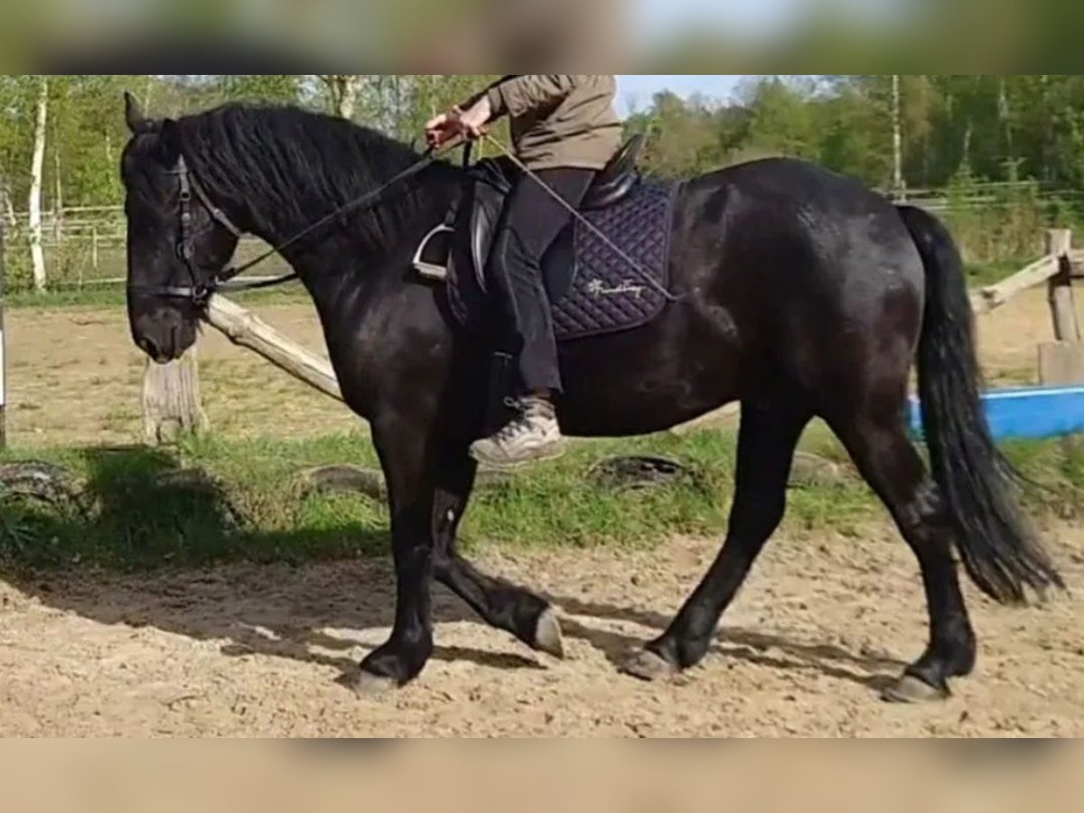 Arabo-Frisón Caballo castrado 6 años 158 cm Negro in Worpswede