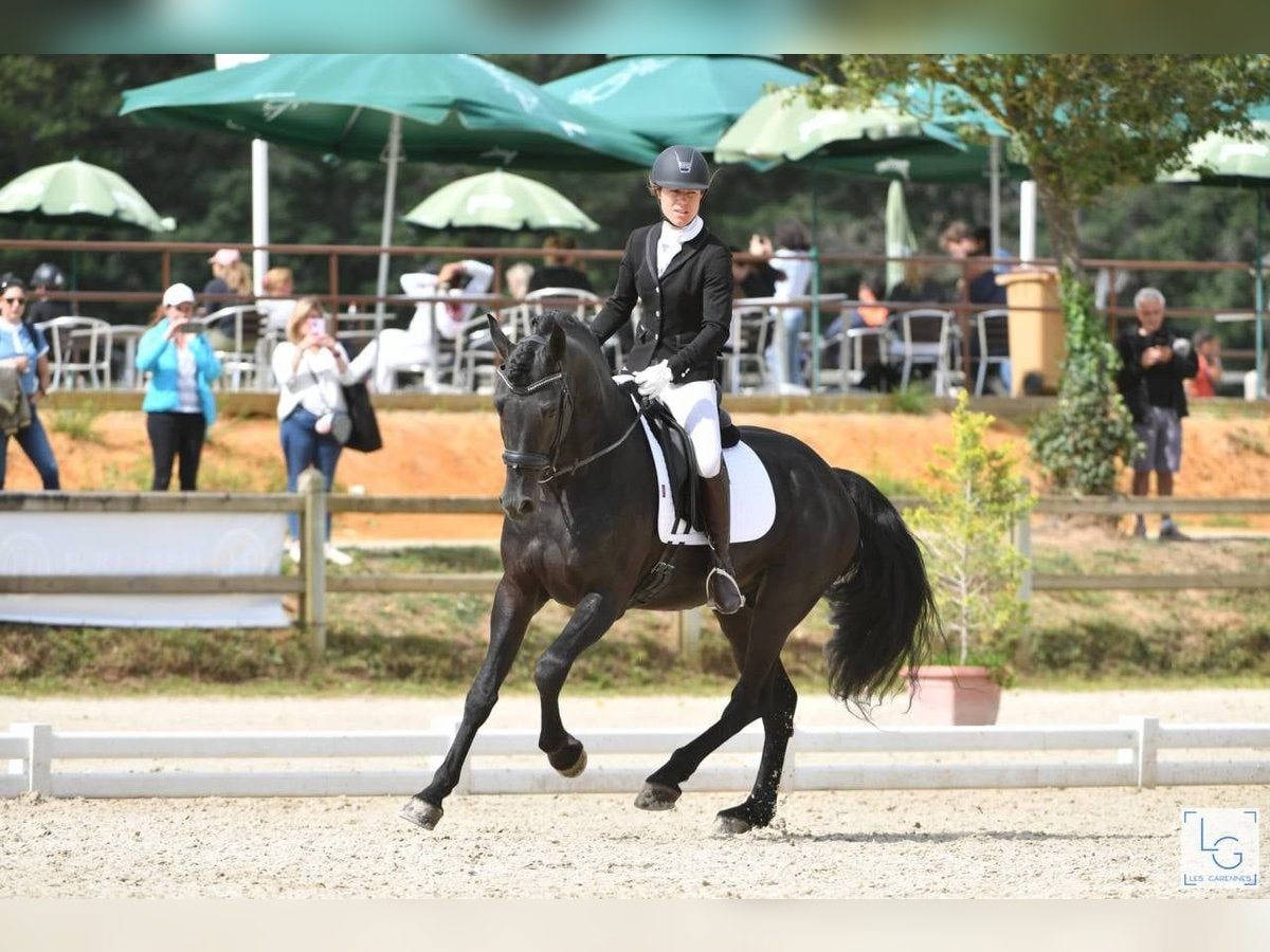 Arabo-frison Étalon 11 Ans 167 cm Noir in Saulnay