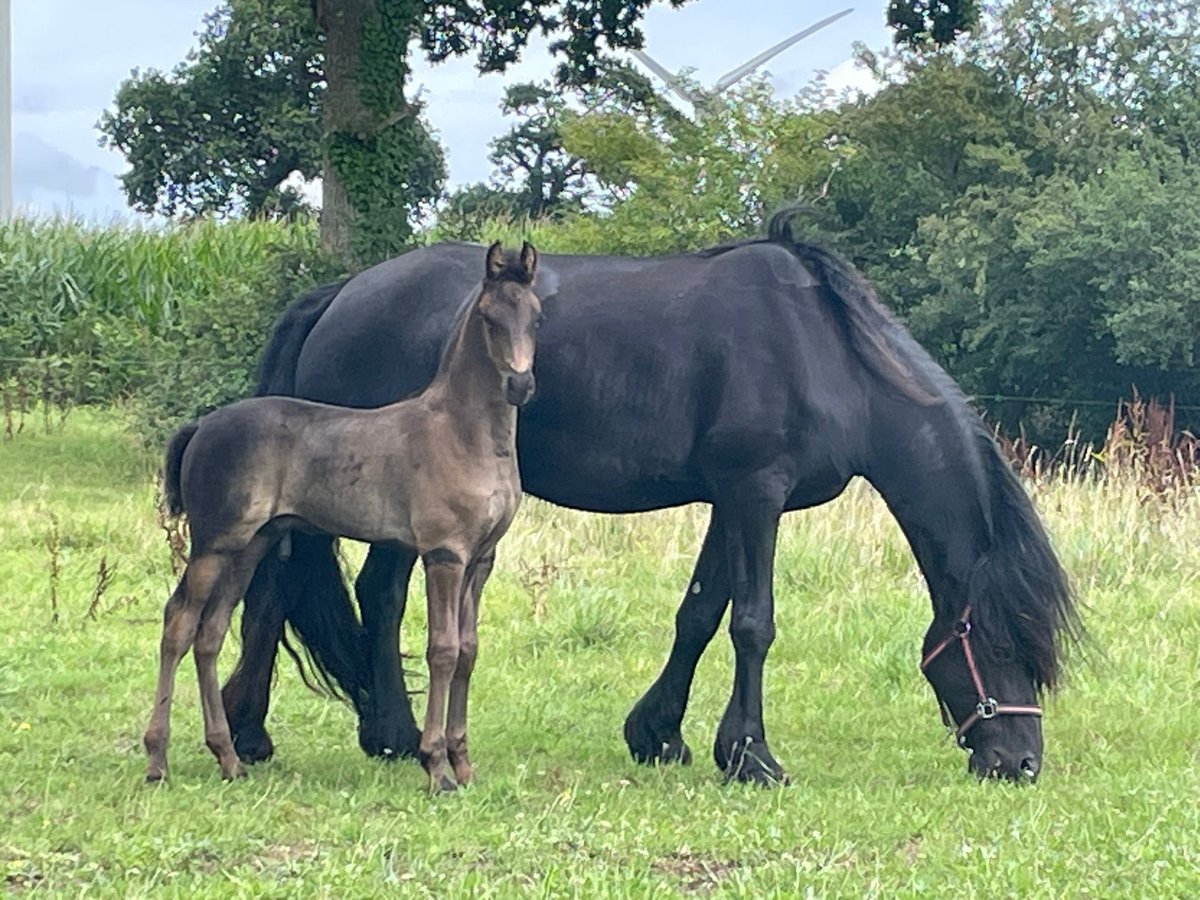 Arabo-frison Étalon Poulain (05/2025) 100 cm Noir in Jullouville