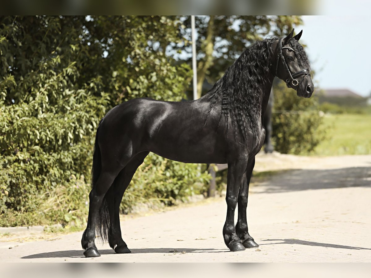 Arabo-frison Jument 7 Ans 163 cm Noir in Britswert