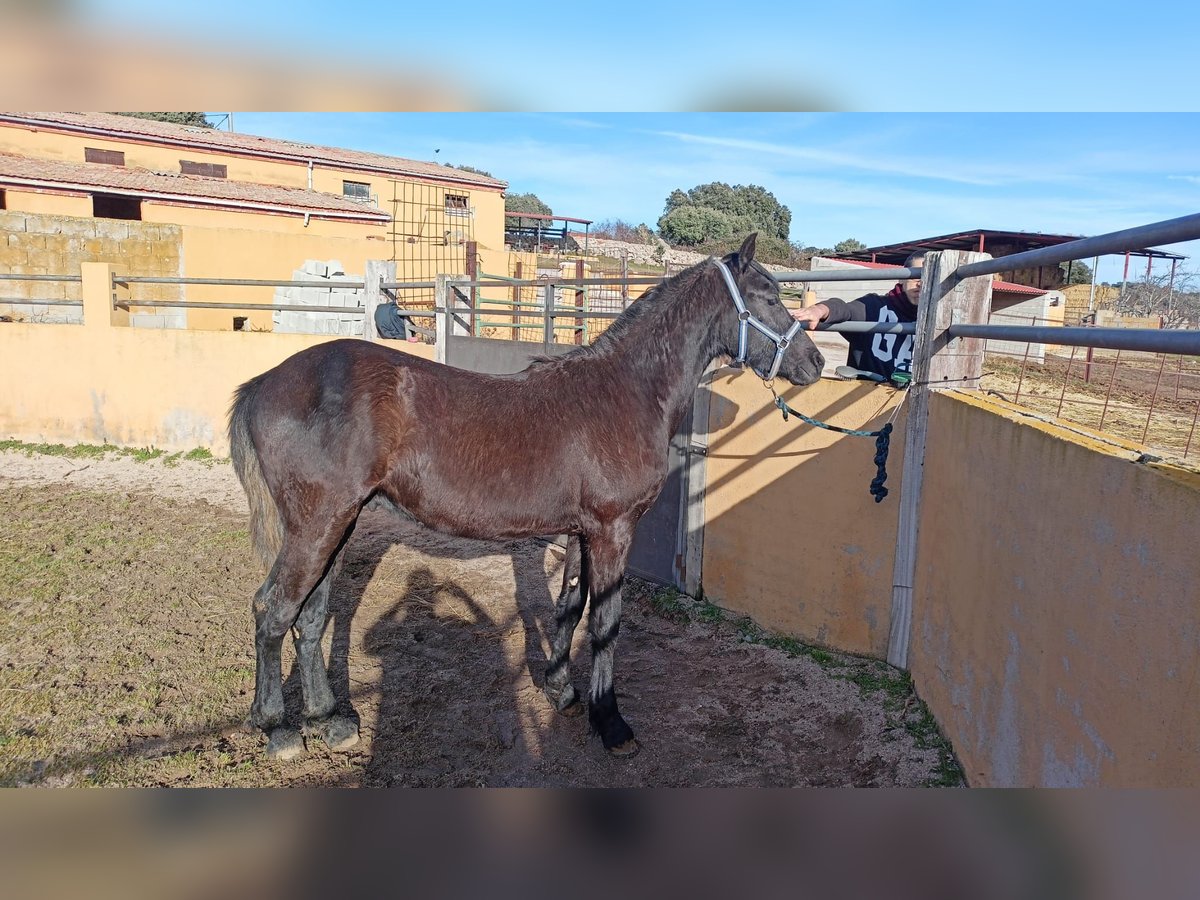 Arabo Frisone Stallone 2 Anni 170 cm Morello in Navalperal De Pinares