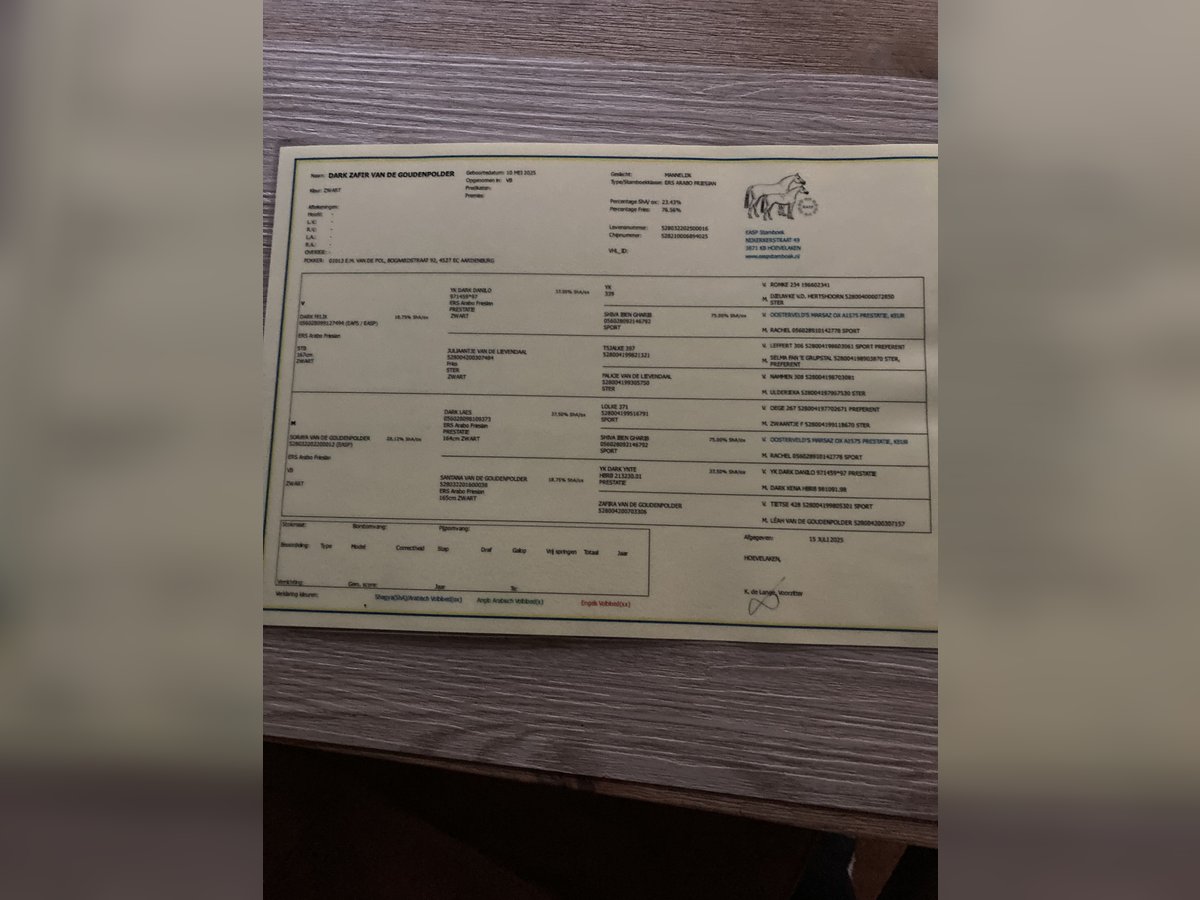 Arabo Frisone Stallone Puledri (05/2025) 165 cm Morello in Aardenburg