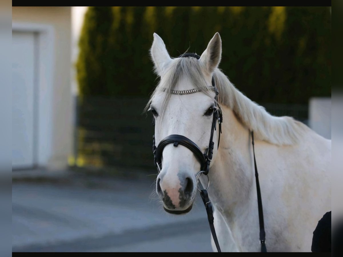 Arabo Shagya Castrone 10 Anni 163 cm Grigio in Illschwang