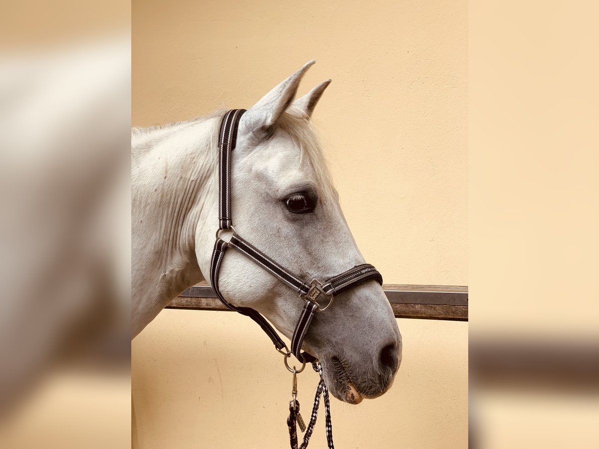 Arabo Shagya Castrone 15 Anni 158 cm Grigio in Niederfell