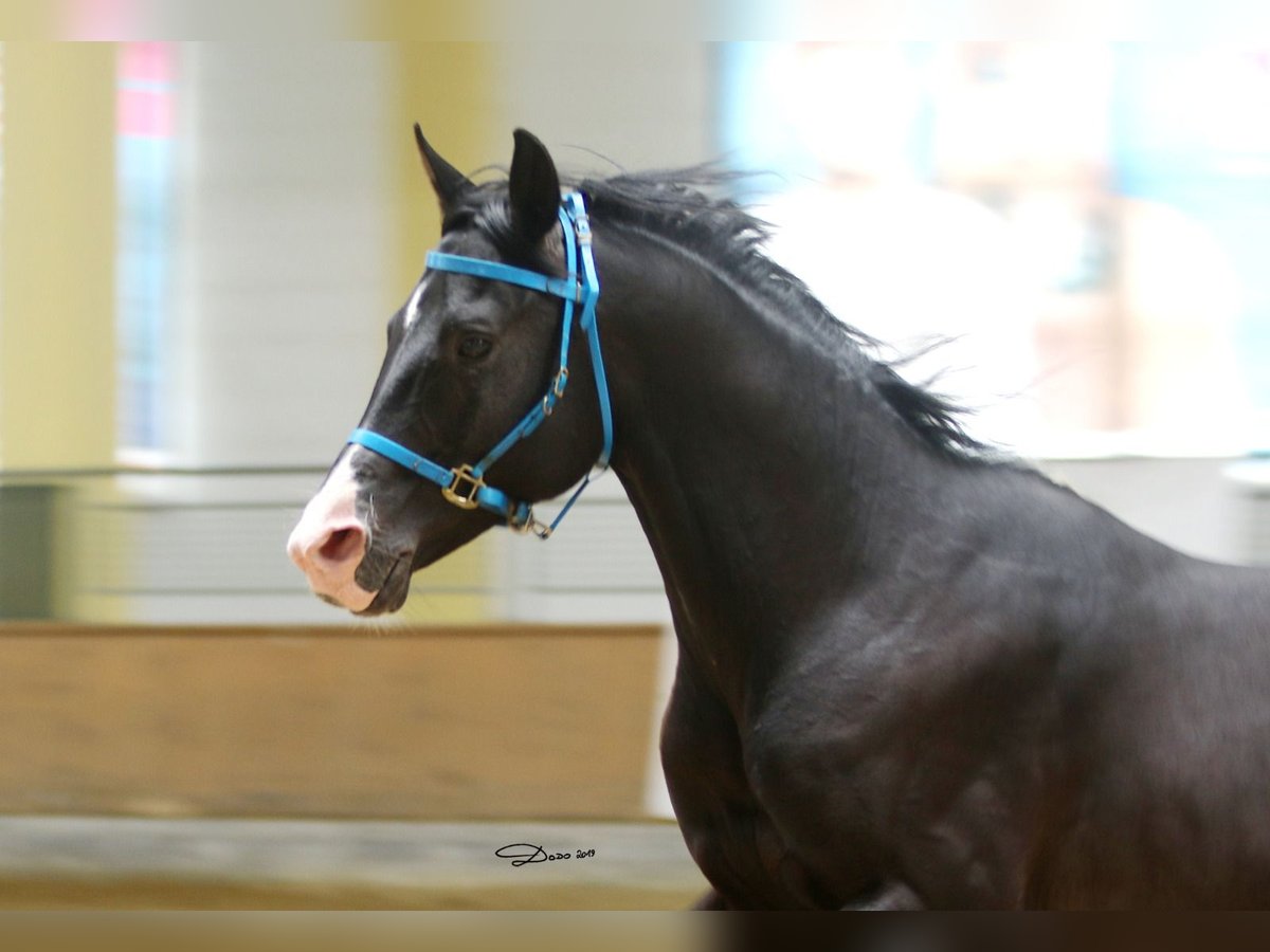 Arabo Shagya Castrone 16 Anni 152 cm Morello in Tiefenbach