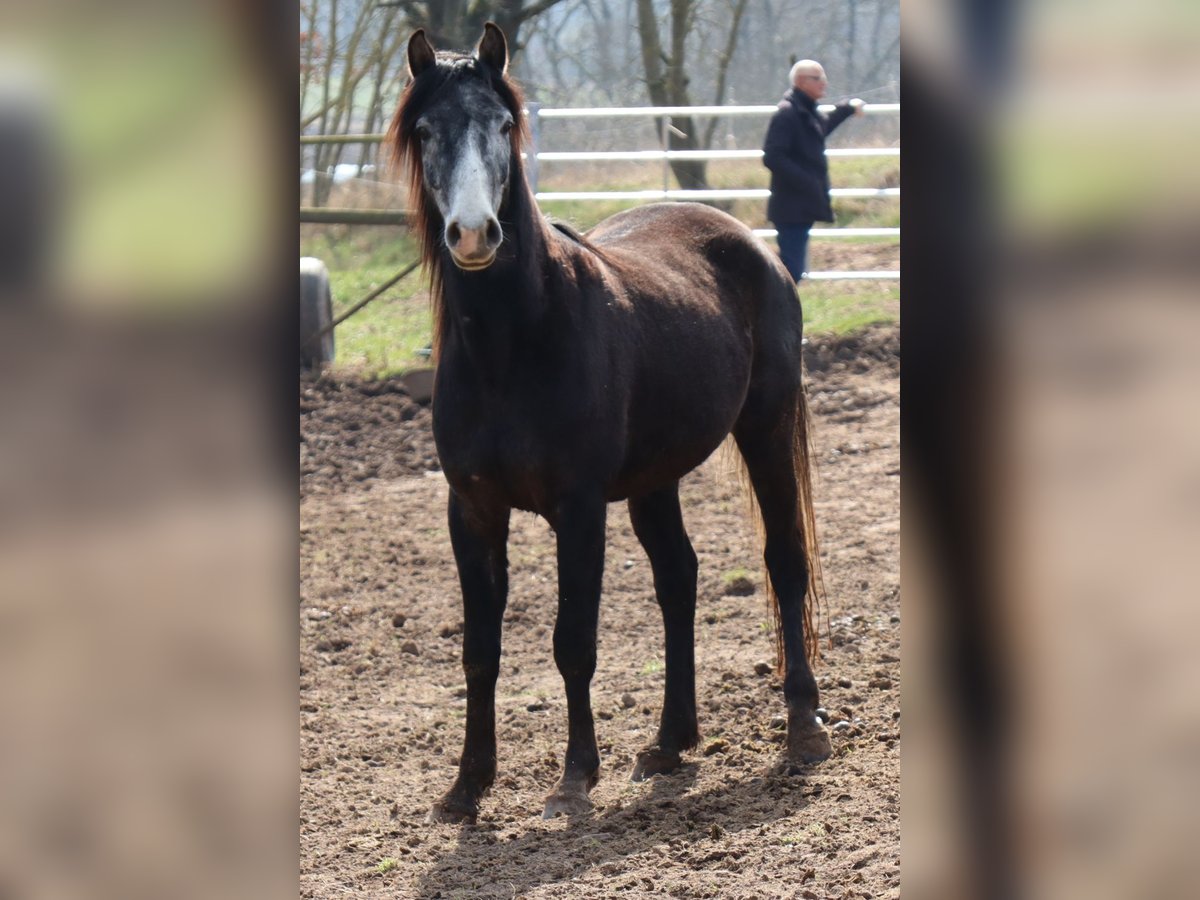 Arabo Shagya Mix Castrone 4 Anni 157 cm Grigio in Rotenburg an der Fulda