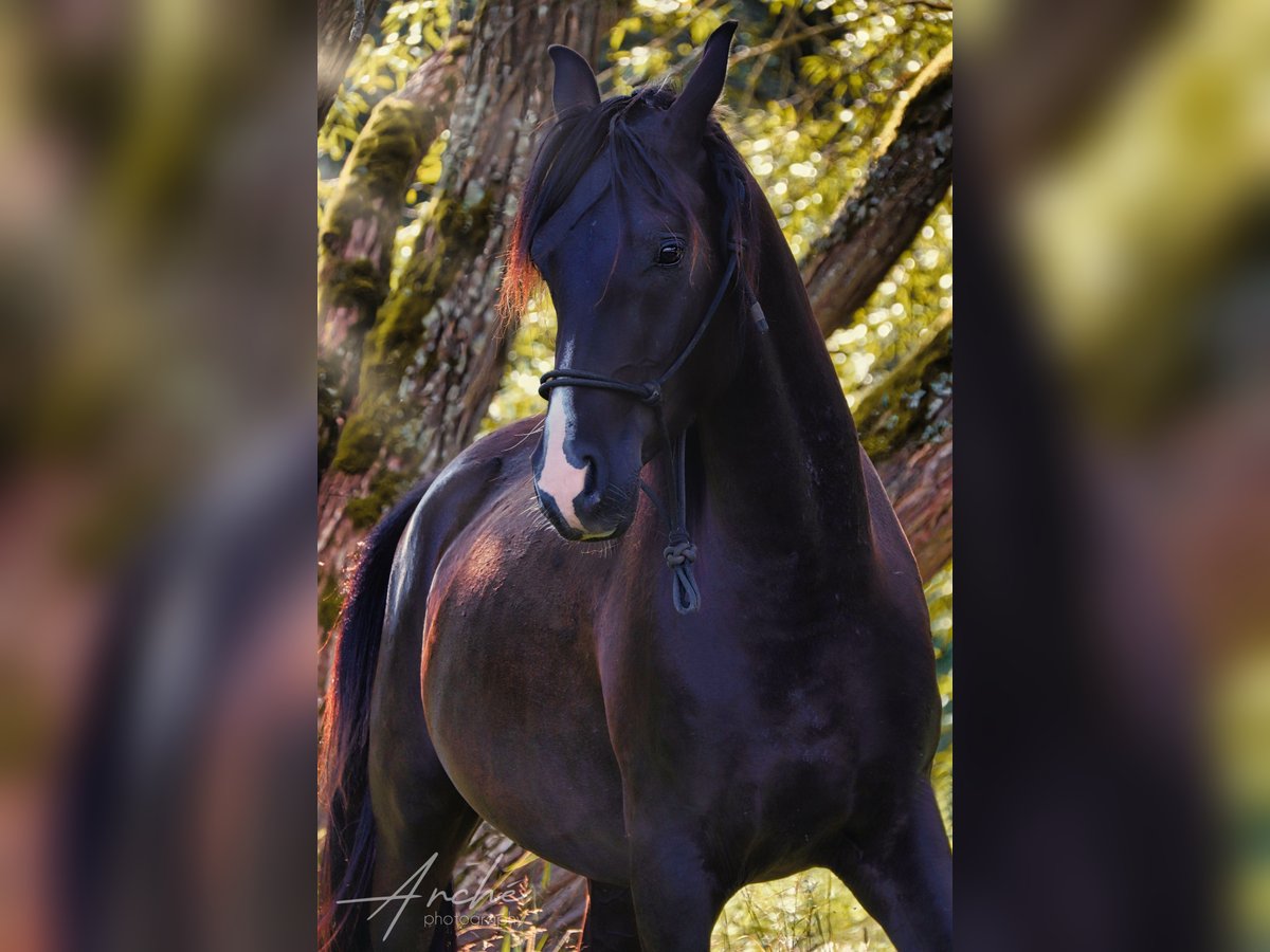 Arabo Shagya Castrone 4 Anni Morello in Kladruby