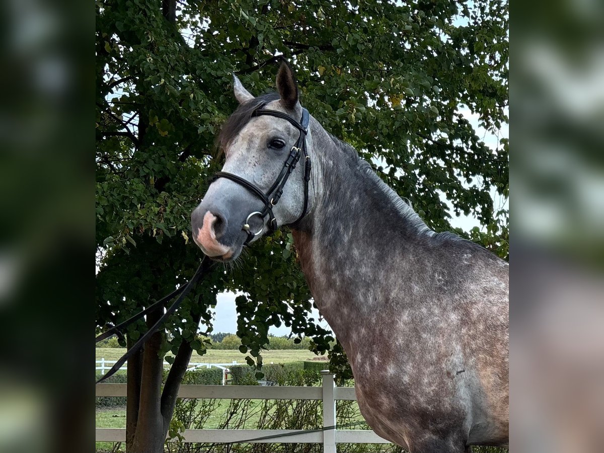Arabo Shagya Castrone 6 Anni 163 cm Grigio in Zielona G&#xF3;ra