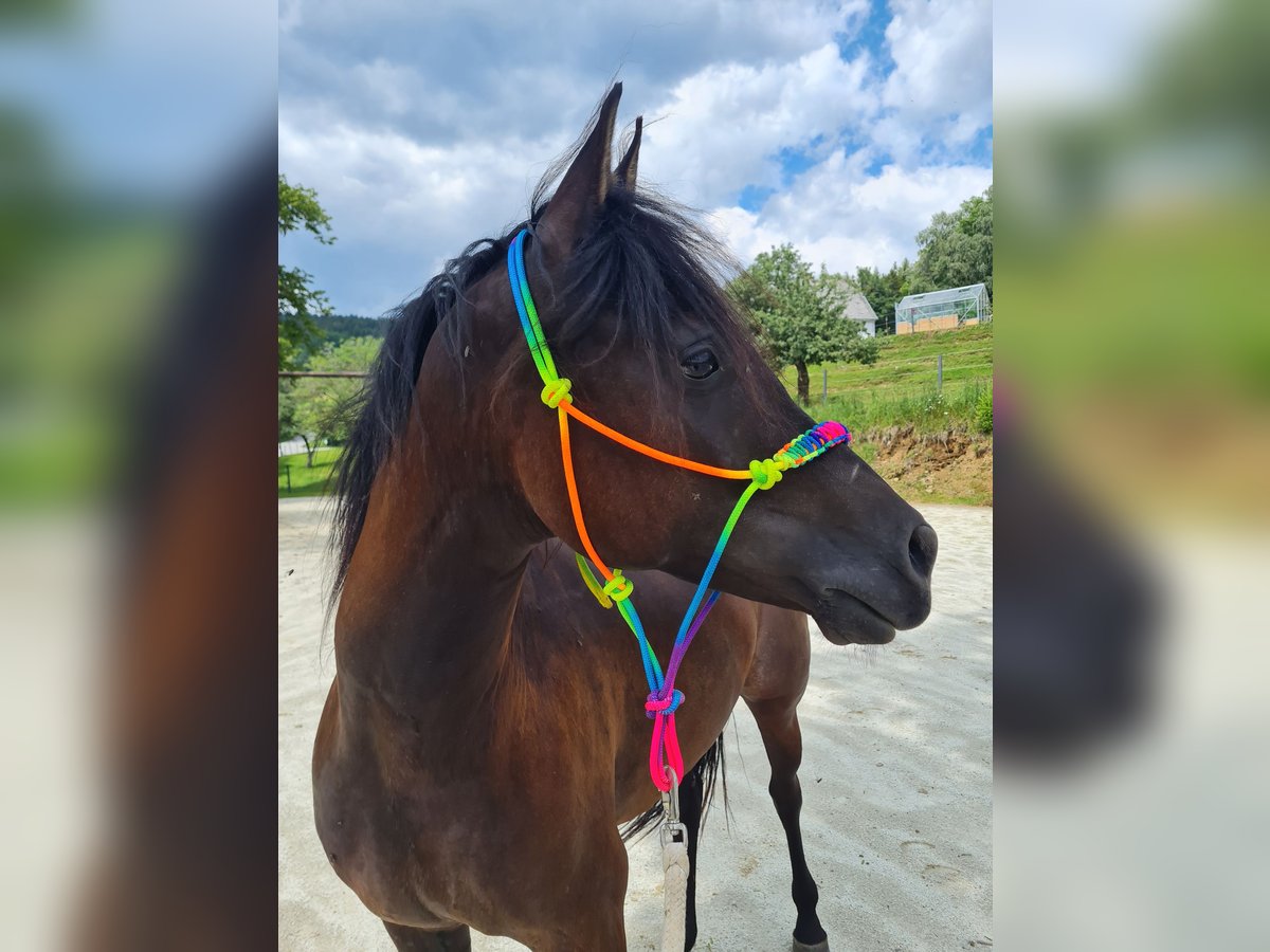 Arabo Shagya Castrone 9 Anni Morello in Dechantskirchen