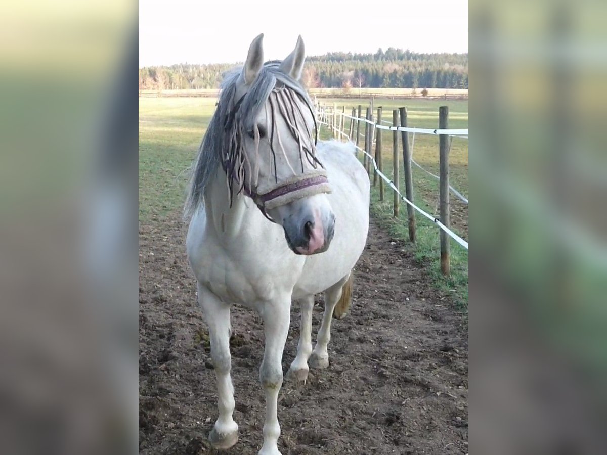 Arabo Shagya Giumenta 14 Anni 155 cm Grigio in Winterlingen