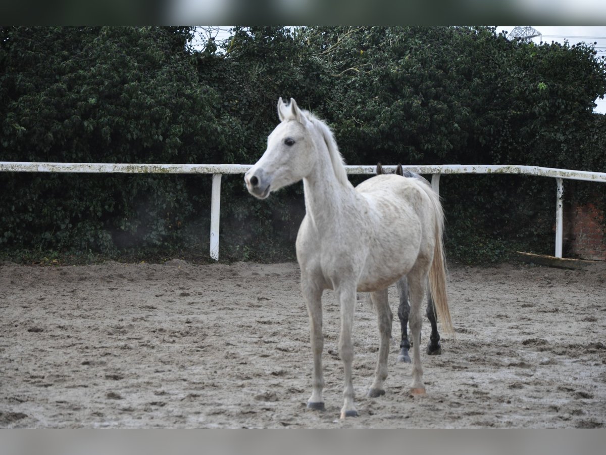 Arabo Shagya Giumenta 16 Anni 155 cm Grigio in Lieu saint amand