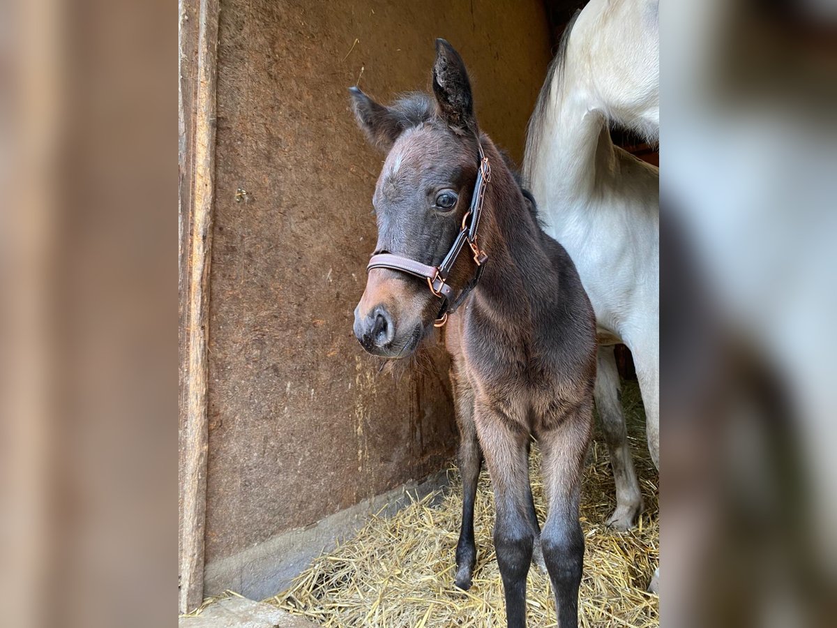 Arabo Shagya Giumenta 1 Anno 157 cm Può diventare grigio in Rotenburg an der Fulda