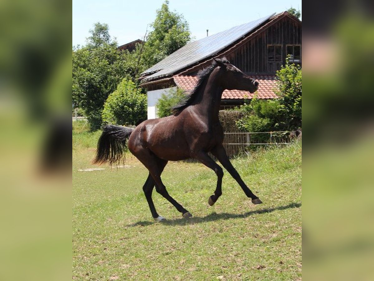 Arabo Shagya Giumenta 2 Anni 160 cm Morello in Tiefenbach