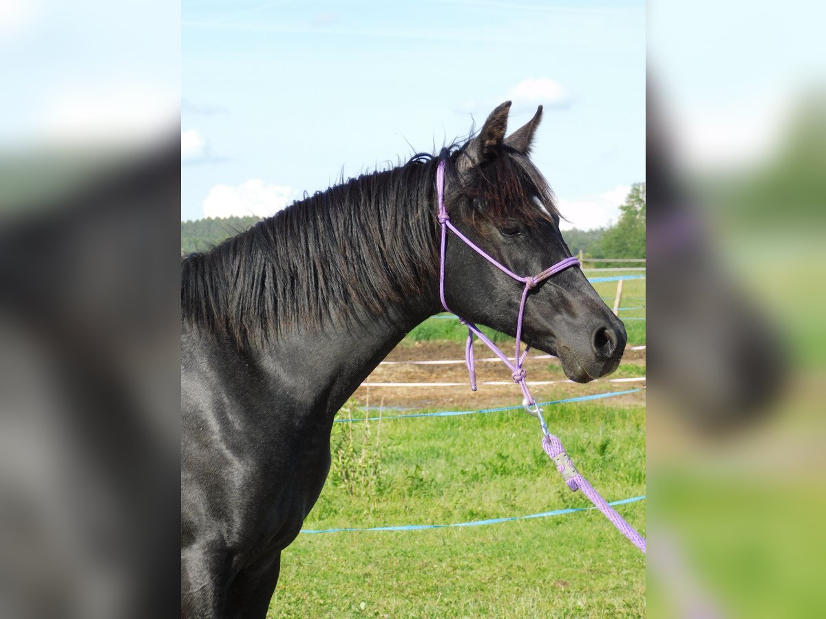 Arabo Shagya Giumenta 2 Anni Grigio ferro in Plzen