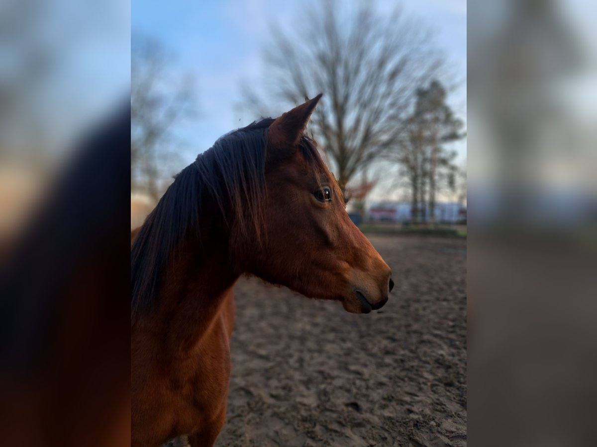 Arabo Shagya Mix Giumenta 3 Anni 145 cm Baio in Königs Wusterhausen