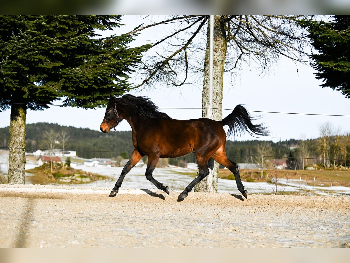 Arabo Shagya Giumenta 4 Anni 156 cm Baio in Altmelon