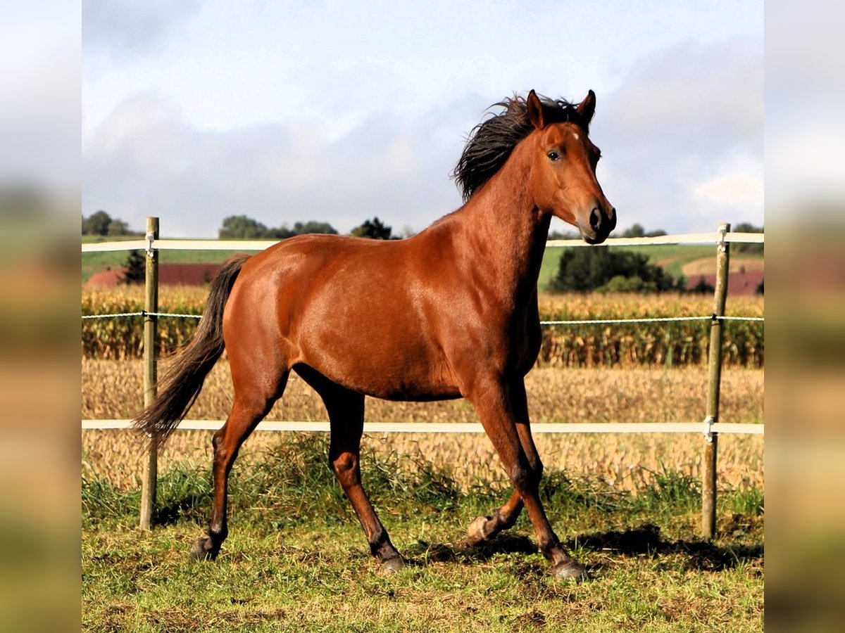 Arabo Shagya Giumenta 5 Anni 148 cm Baio in Kehl