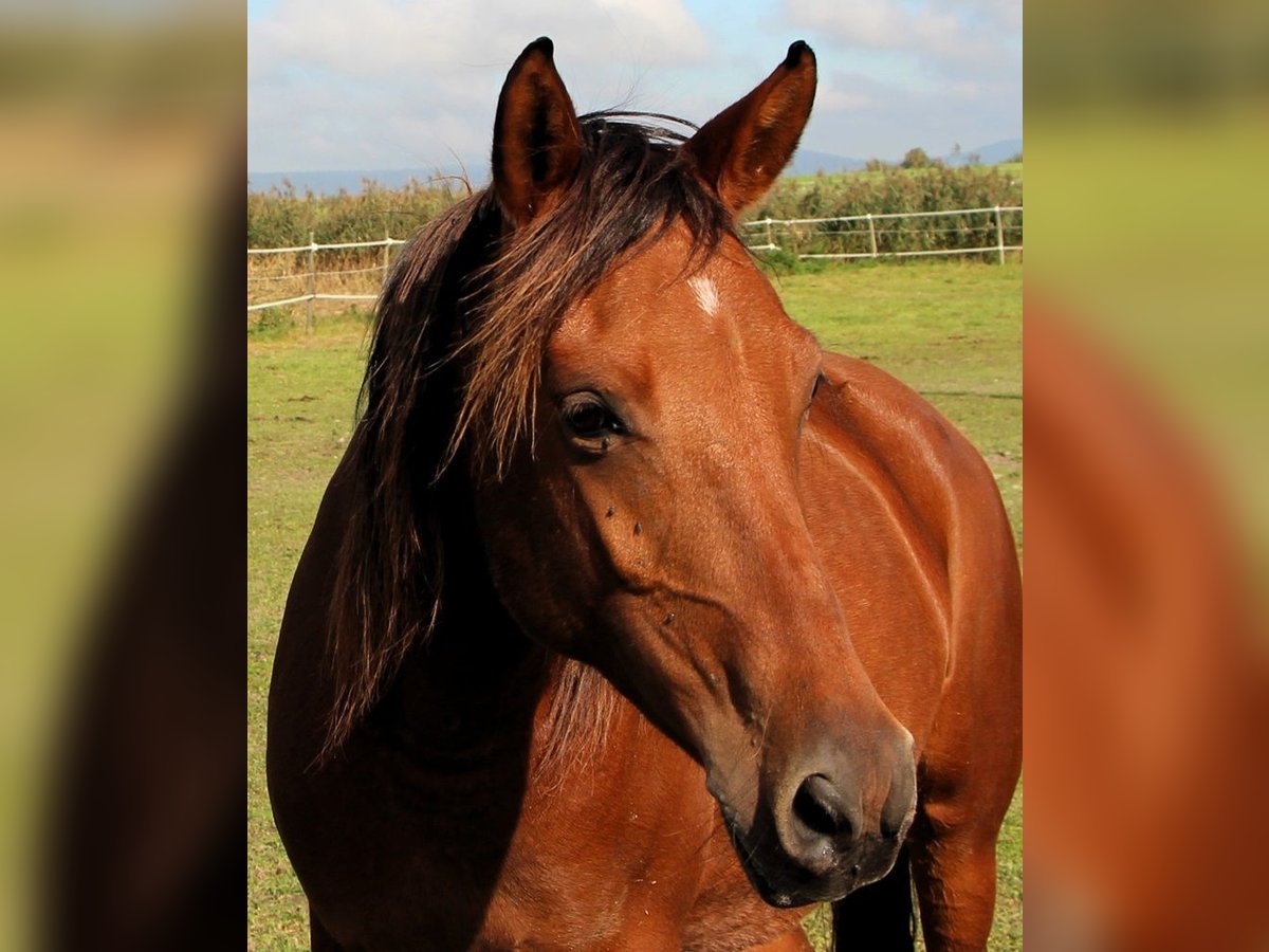 Arabo Shagya Giumenta 5 Anni 148 cm Baio in Kehl