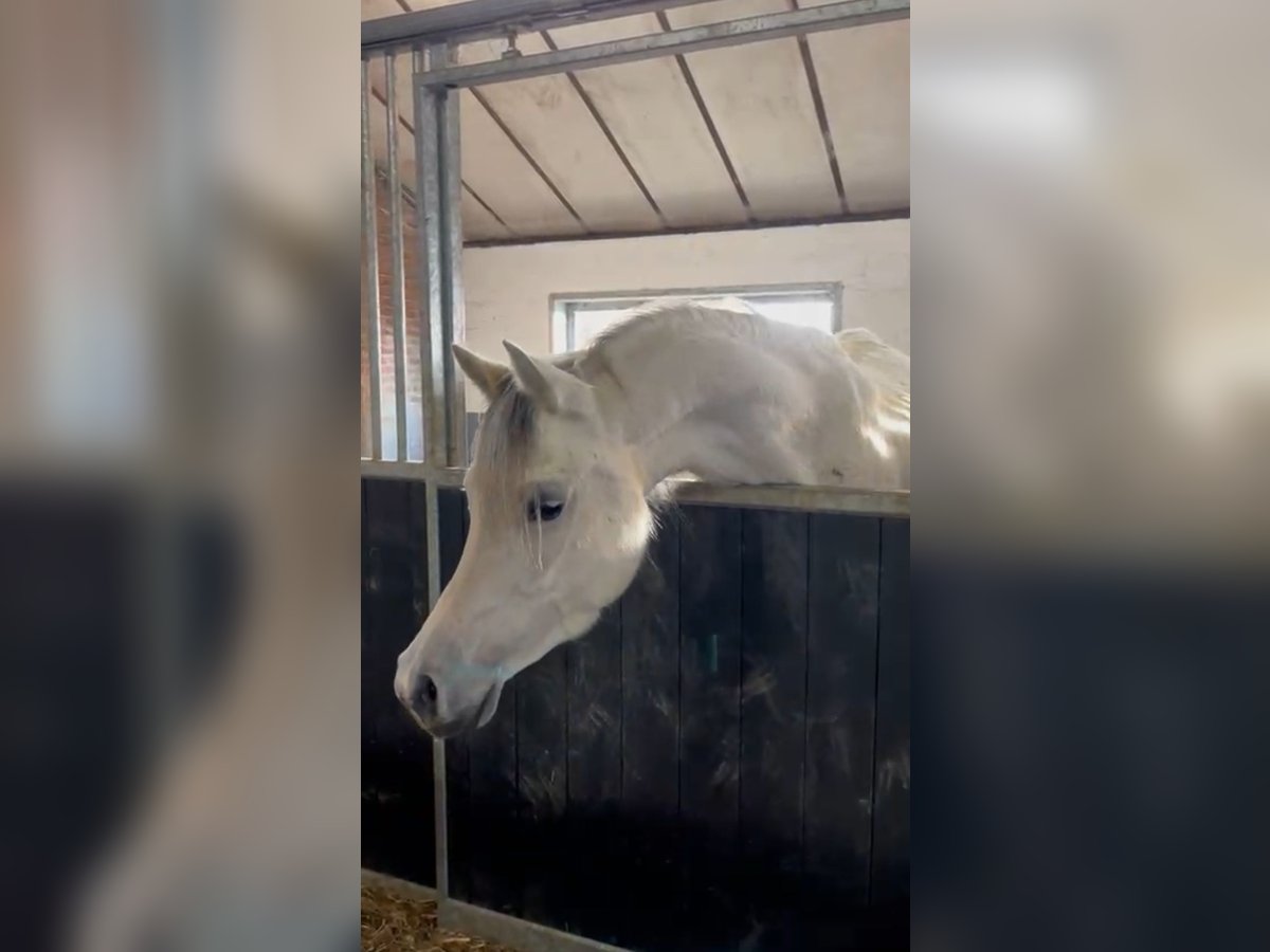 Arabo Shagya Giumenta 5 Anni 154 cm Grigio in Chimay