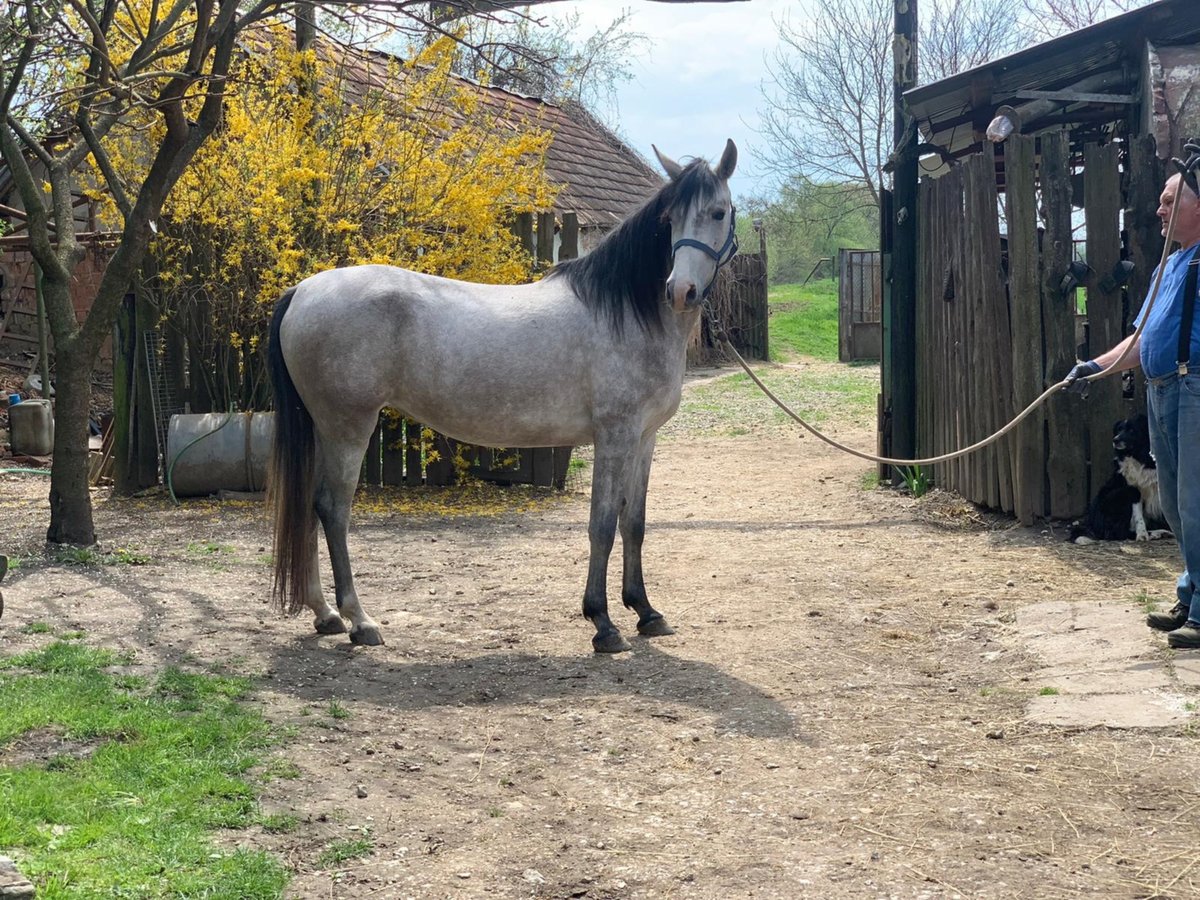 Arabo Shagya Giumenta 7 Anni 156 cm Grigio in Tornala