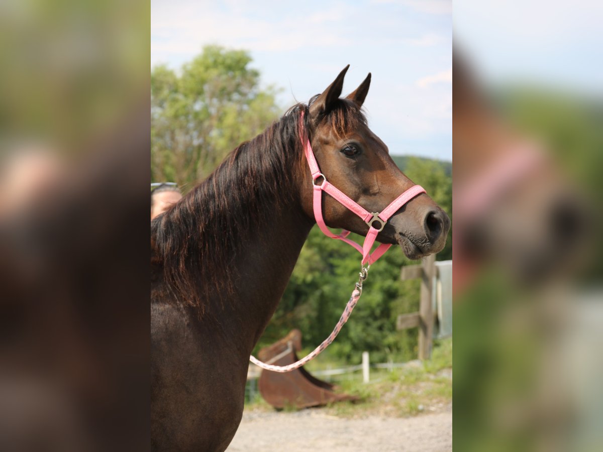 Arabo Shagya Giumenta 8 Anni 154 cm Baio scuro in Neuhaus in der Wart